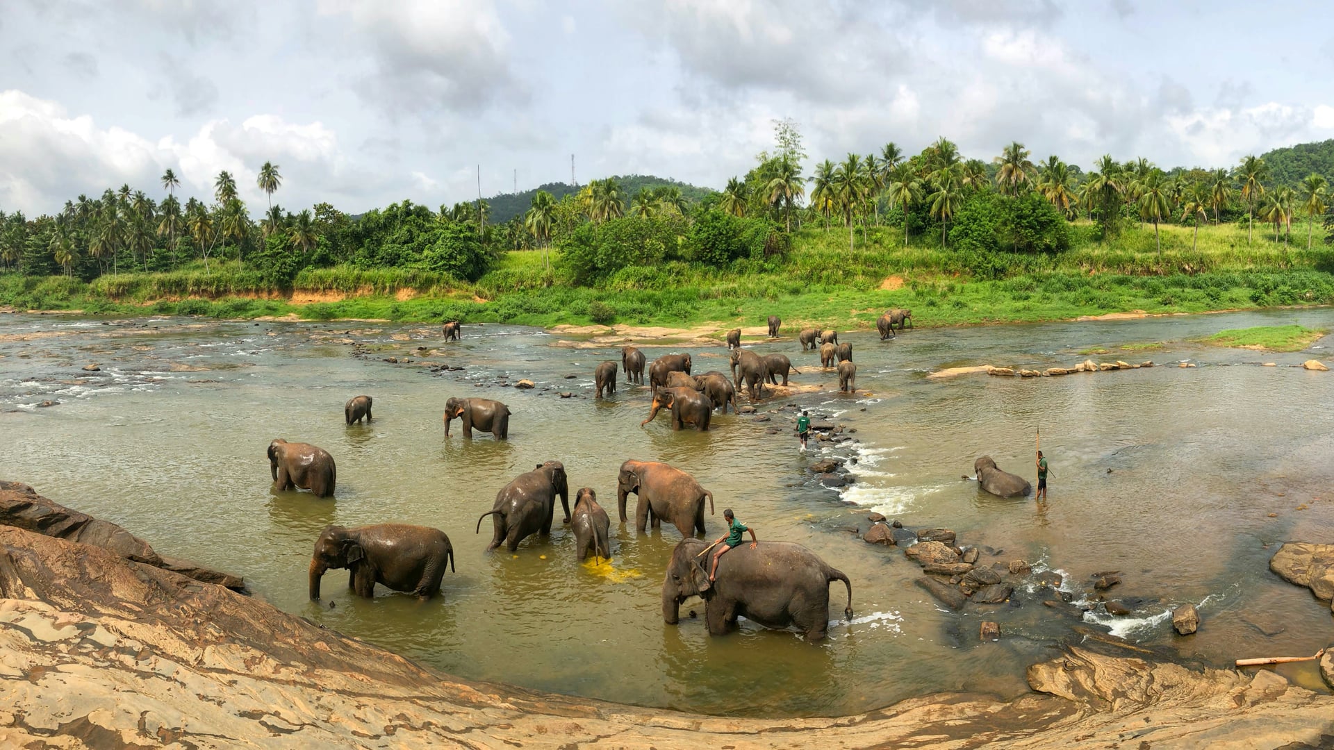 Pinnawala elephants bathing in the Maha Oya River — panoramic view