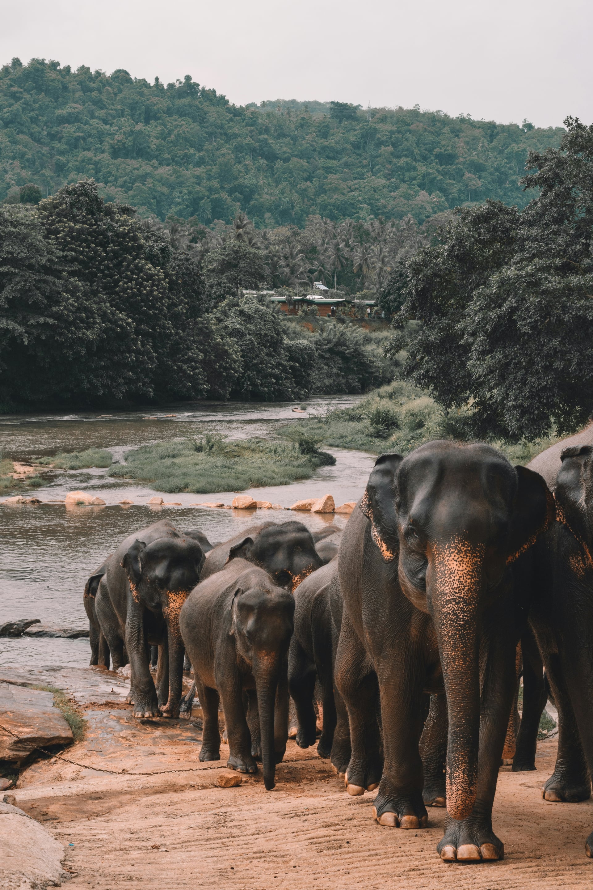 Elephant herd bathing at Pinnawala Elephant Orphanage river bank