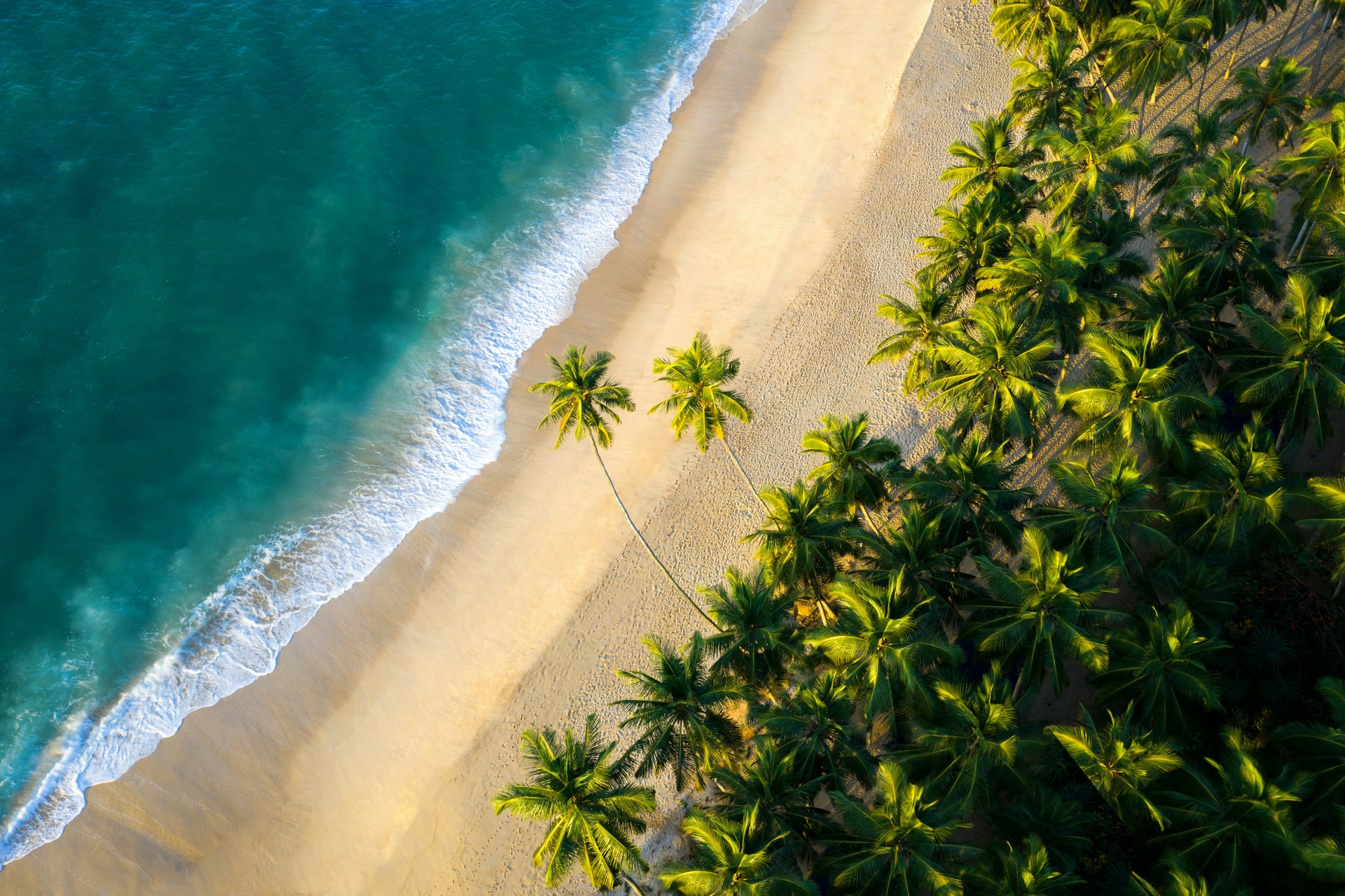 Aerial view of turquoise beach with coconut palms on Sri Lanka south coast