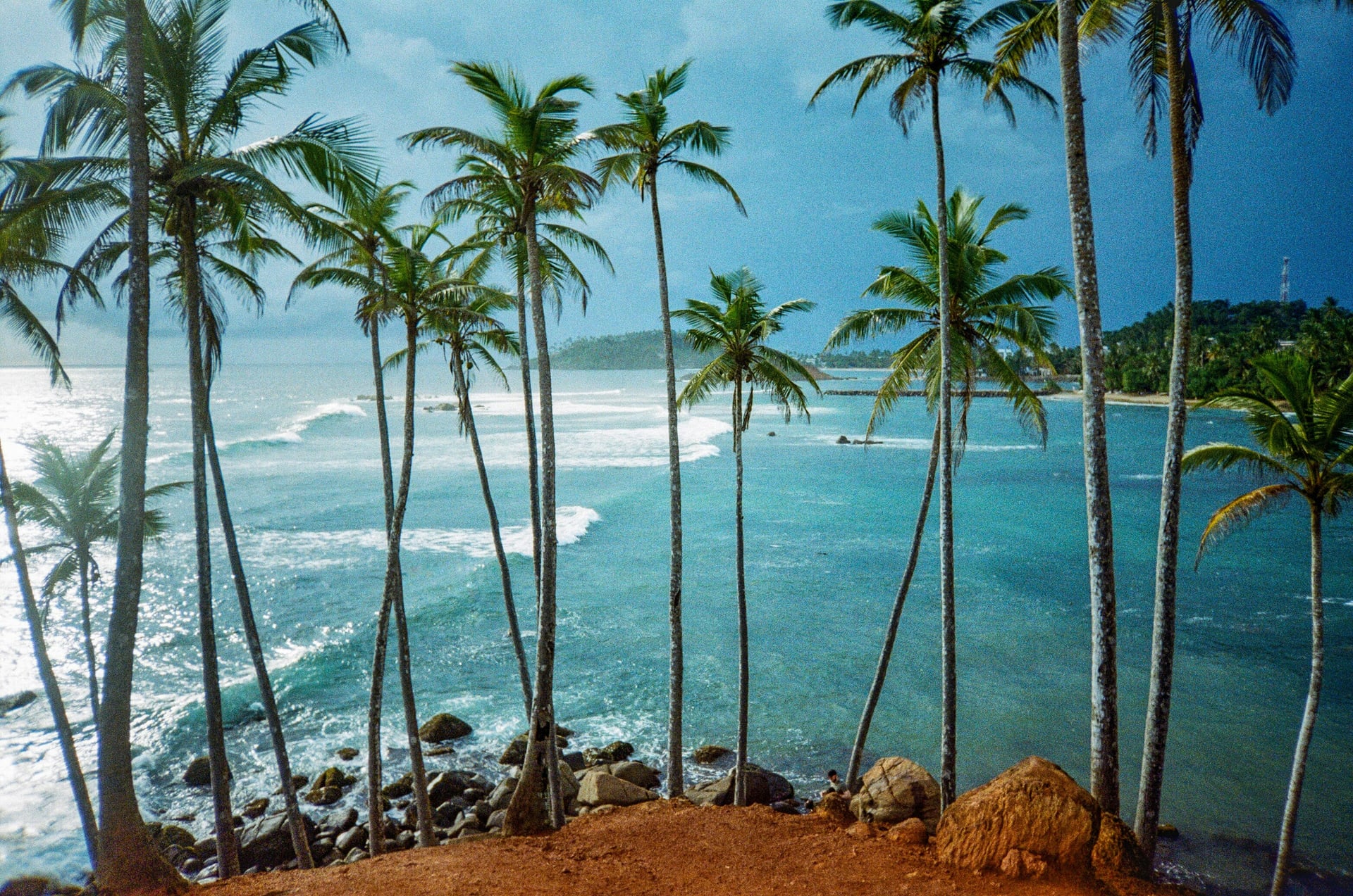Mirissa beach coconut palms overlooking the Indian Ocean