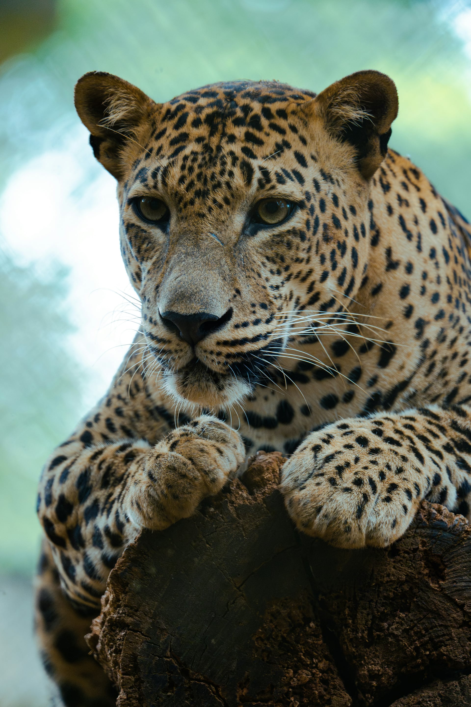 Sri Lankan leopard resting on a tree trunk in Yala National Park