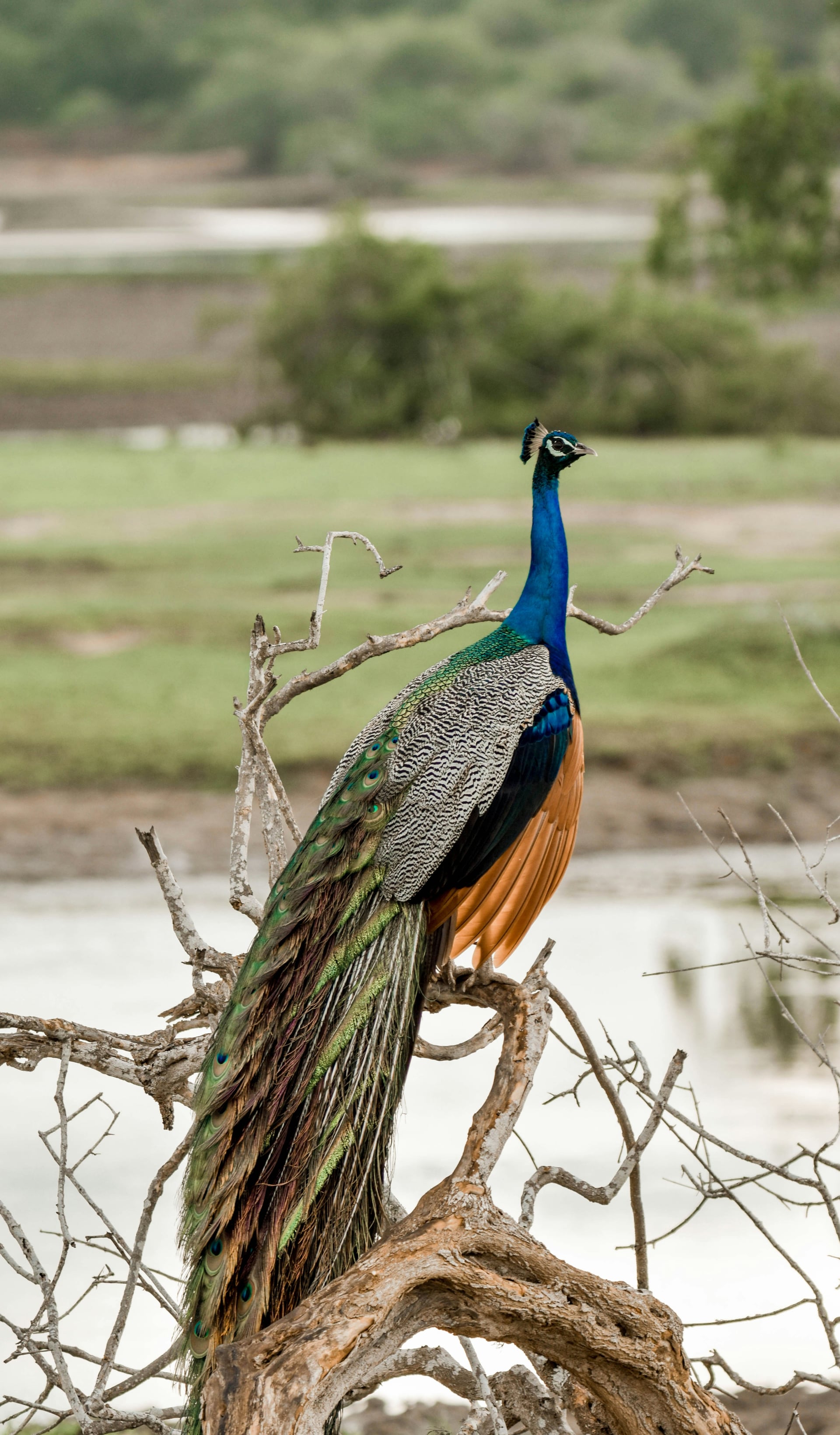 Peacock perched on bare tree branches in a Sri Lanka national park