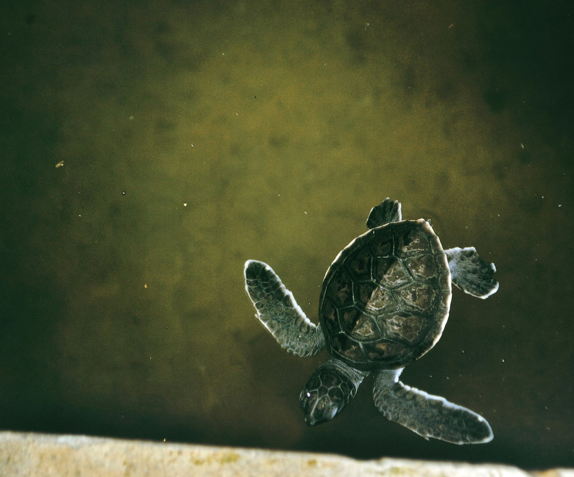 Baby sea turtle swimming at a Sri Lanka sea turtle hatchery