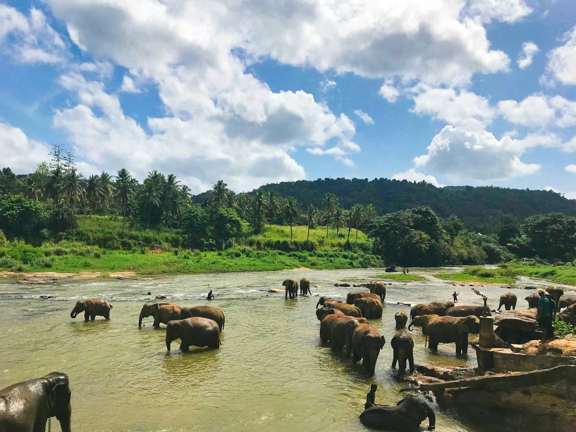 Pinnawala Elephant Orphanage river bathing scene under wide open sky