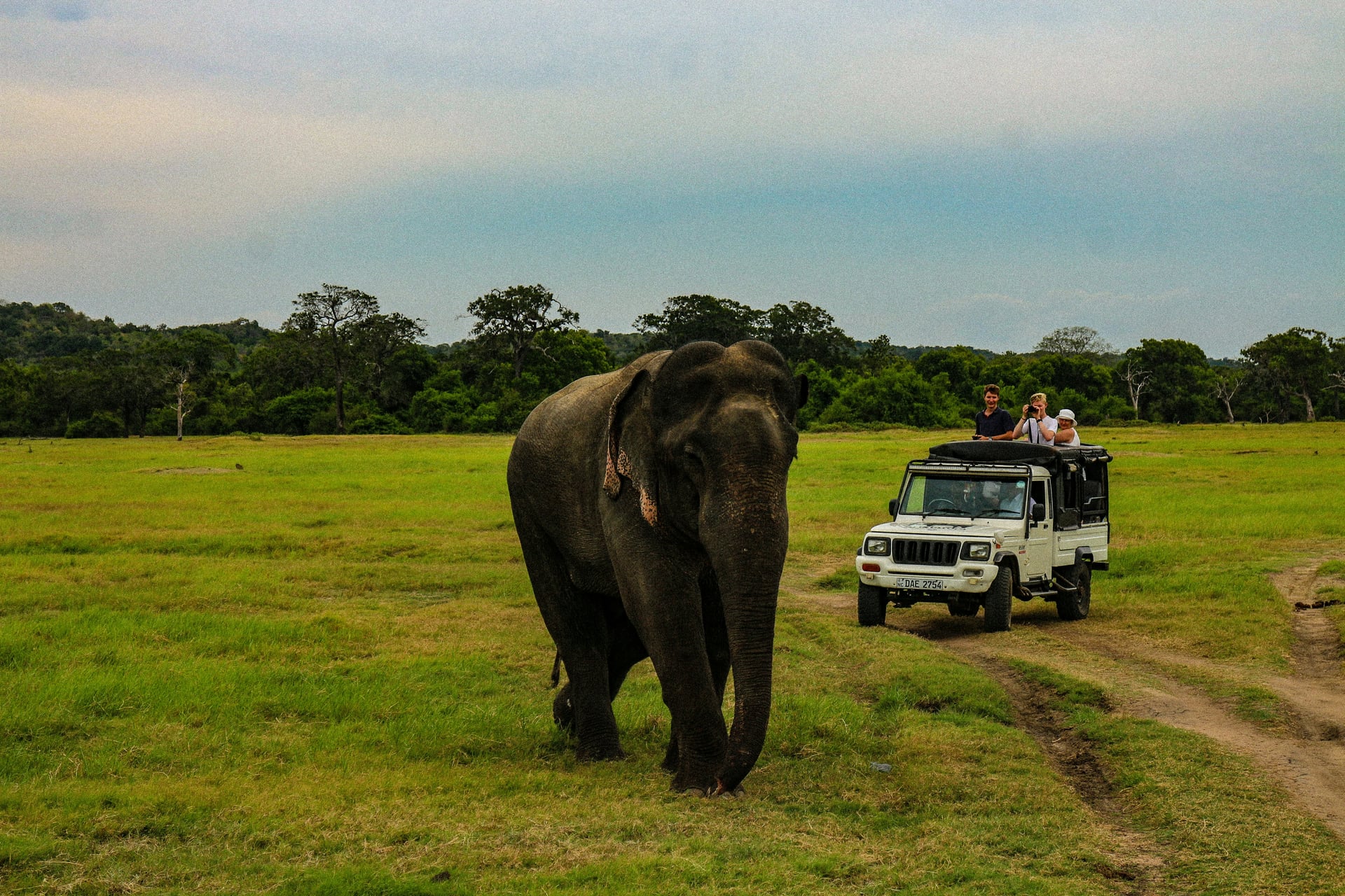 Safari jeep watching a wild elephant up close in Minneriya National Park