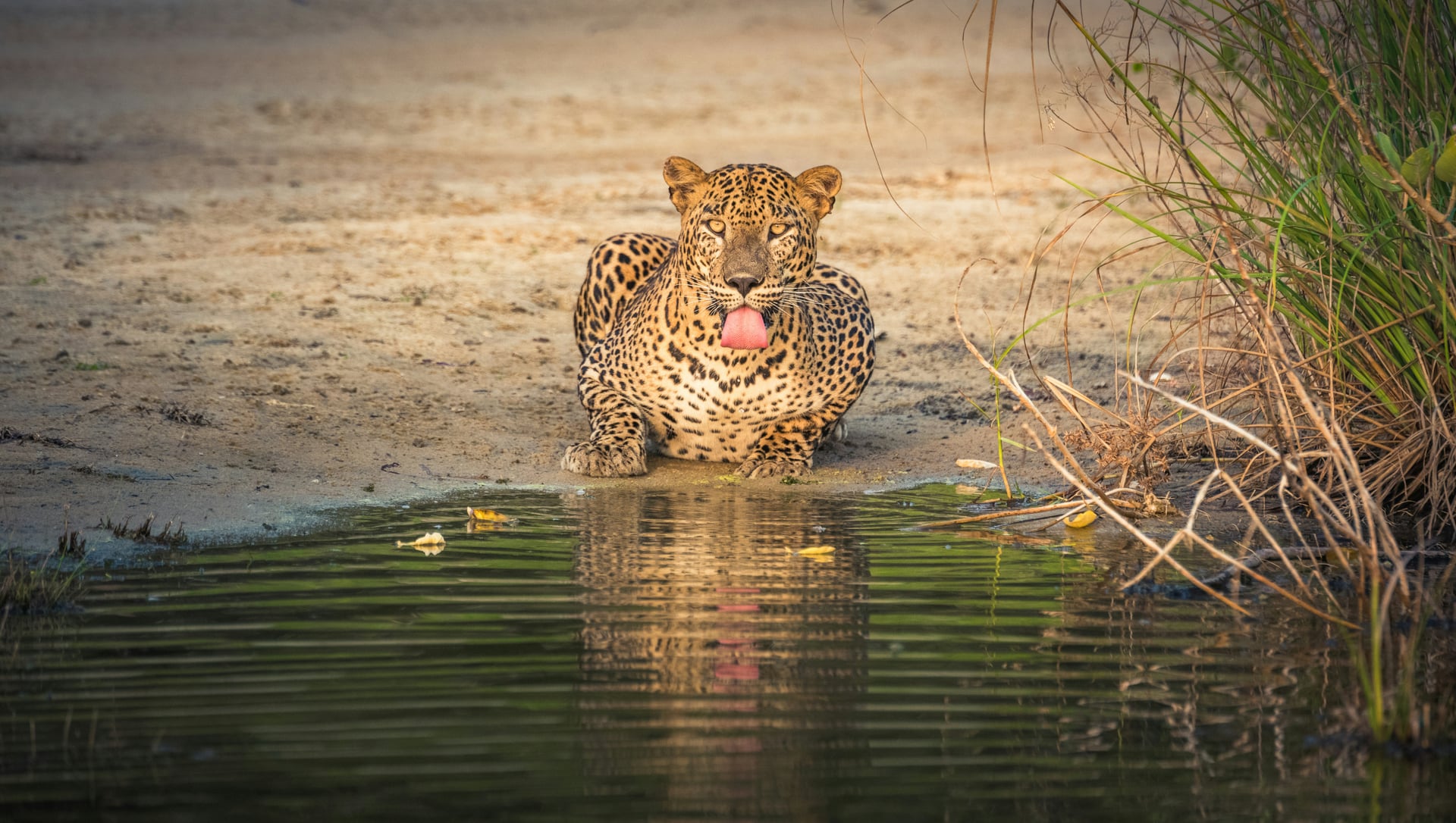 Sri Lankan leopard drinking at a water hole in Yala National Park