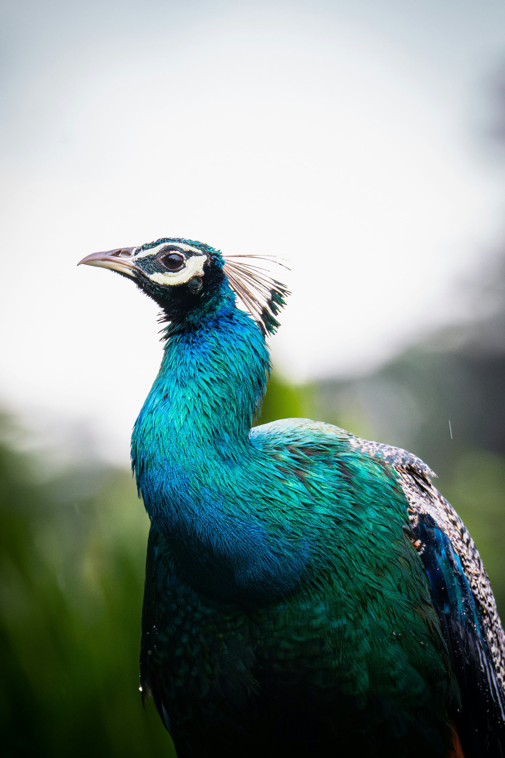Close-up portrait of a Sri Lankan peacock with vivid blue-green iridescent plumage