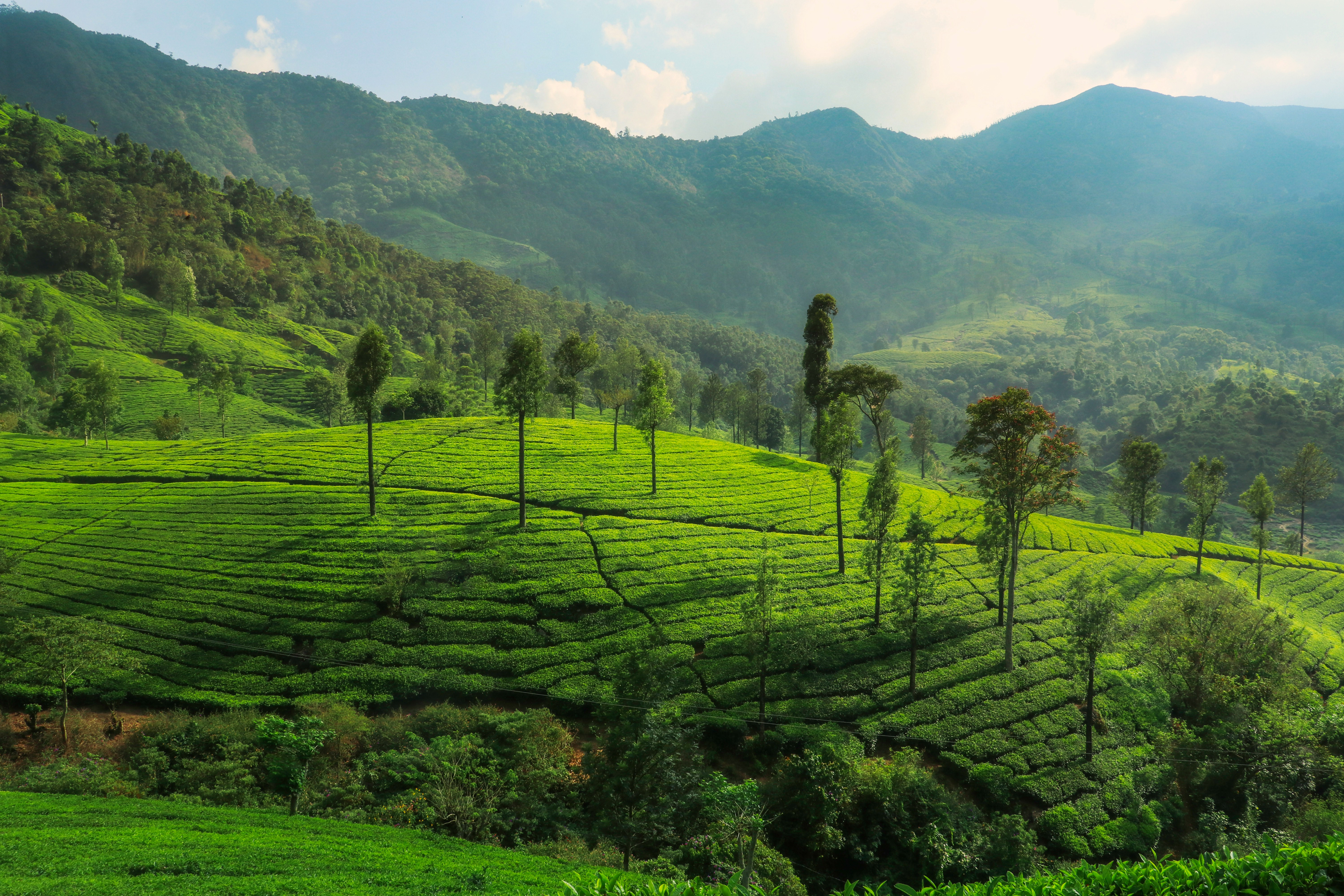 Hiker walking through emerald green tea plantations on the Pekoe Trail in Sri Lanka's hill country