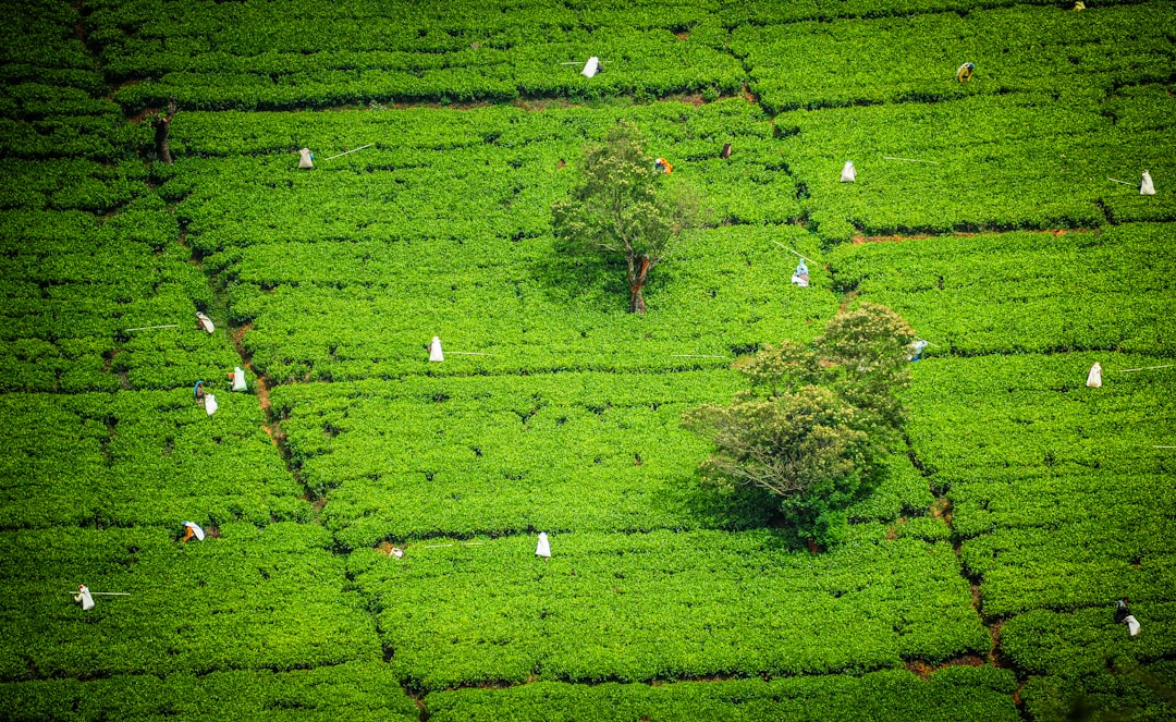 Pekoe Trail landscape scene 2