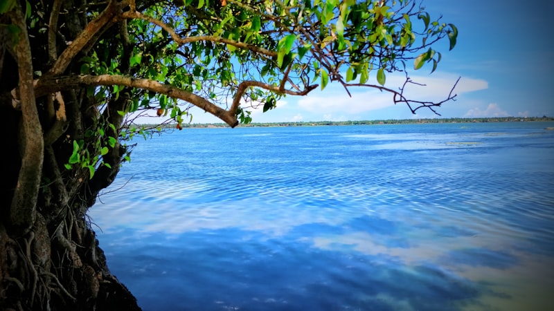 Surfers waiting in the lineup at Whiskey Point with perfect right-hand waves peeling along the reef
