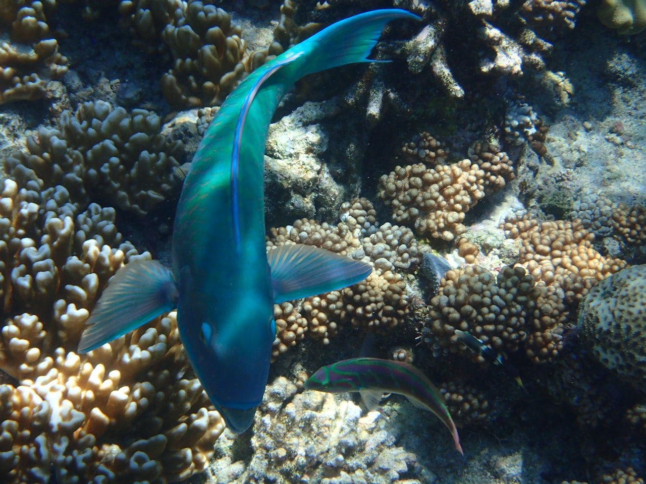 Colourful coral and tropical fish visible through clear water at Hikkaduwa coral sanctuary