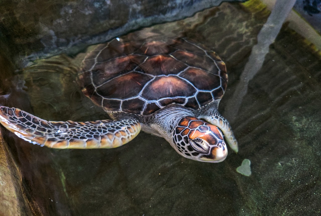 A sea turtle swimming in shallow water near the shore at Hikkaduwa