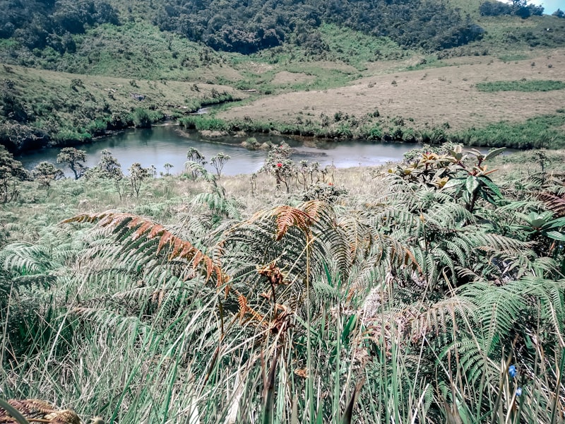 Sambar deer grazing on the open montane grasslands of Horton Plains