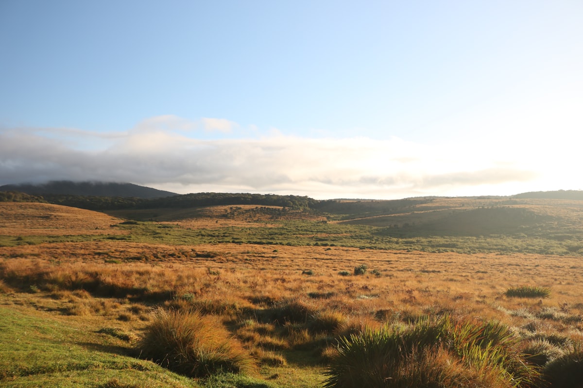 Misty montane grasslands of Horton Plains National Park at dawn with distant mountain ridges
