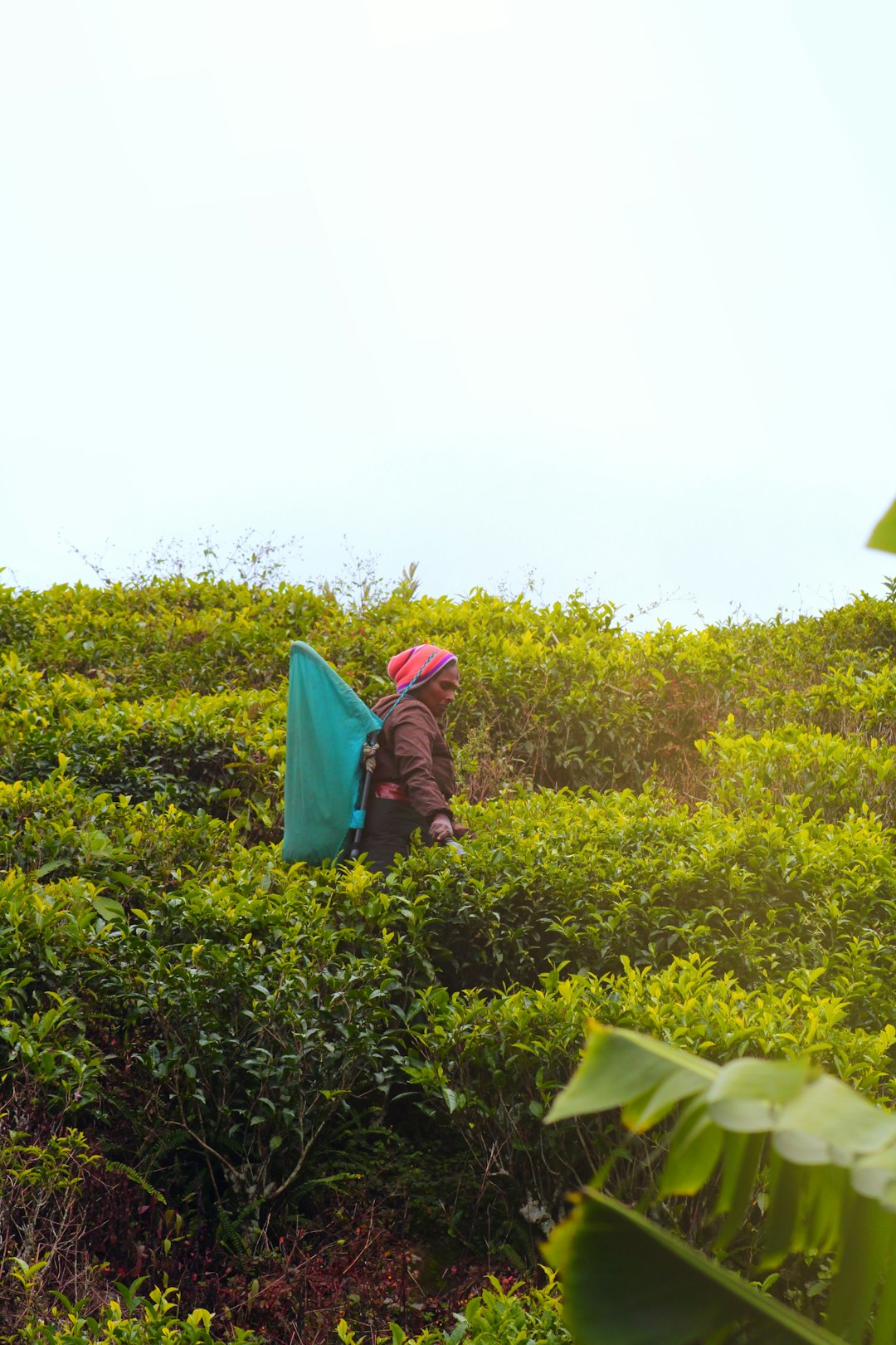 Train passing through tea estates near Nuwara Eliya