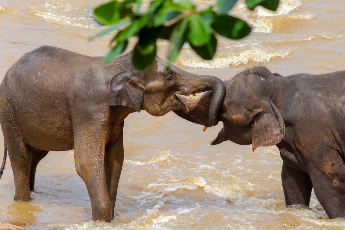 A herd of elephants bathing and playing in the Maha Oya river at Pinnawala