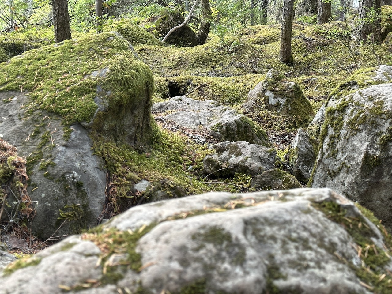 Moss-covered stone pathways winding through the forest at Ritigala
