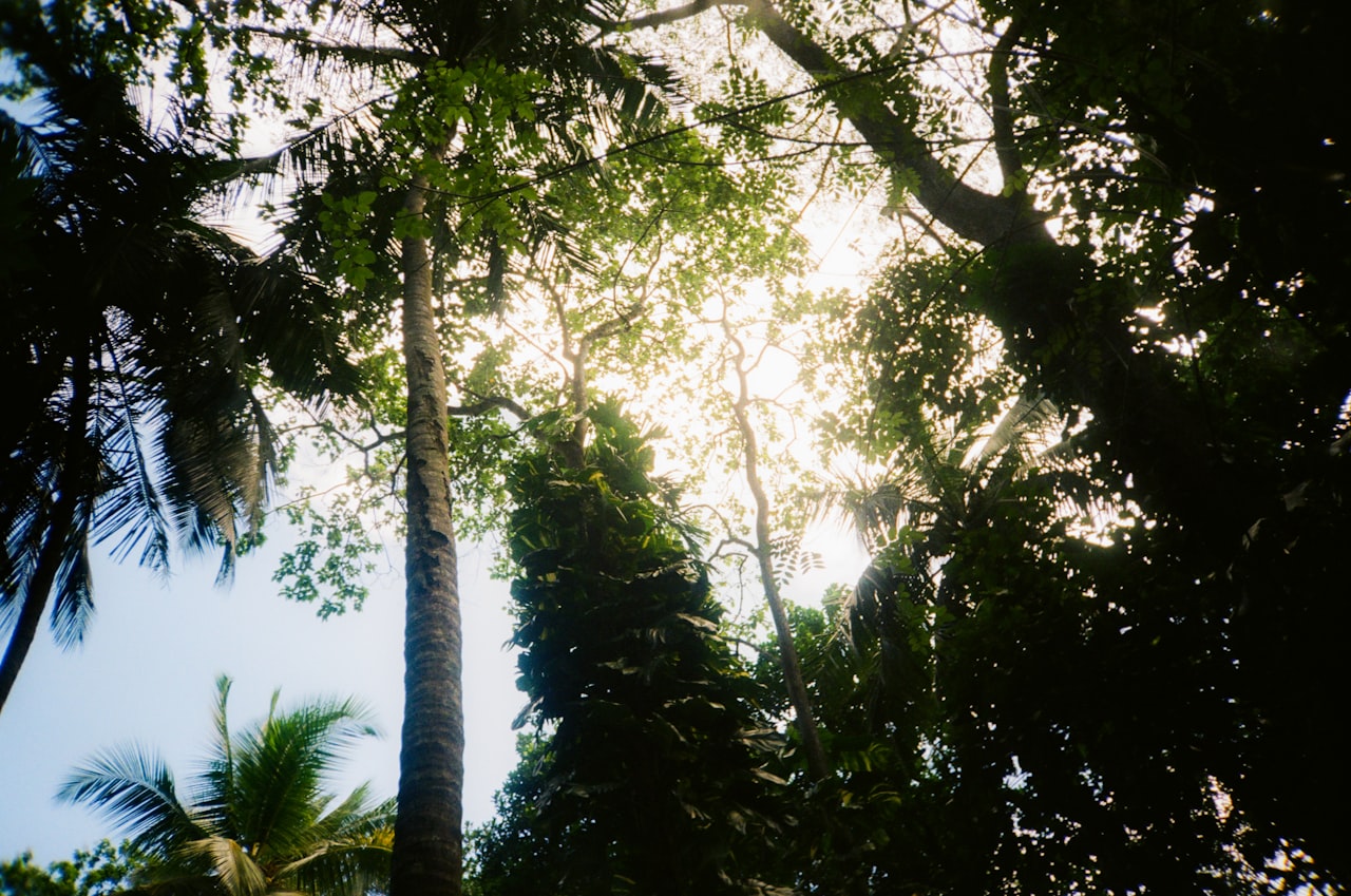 Dense tropical vegetation and ancient trees in the Ritigala strict nature reserve