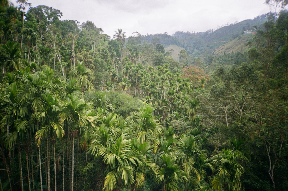 Dense tropical rainforest canopy of Sinharaja Forest Reserve with mist rising through towering trees