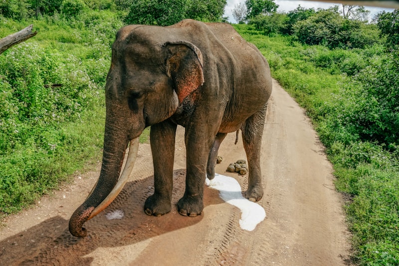A mother elephant and her calf walking side by side through tall grass at Udawalawe