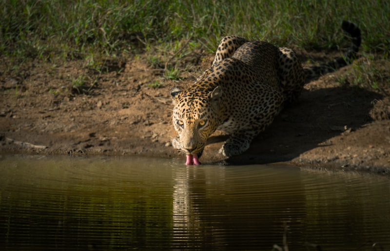 Sri Lankan leopard in its natural habitat at Yala