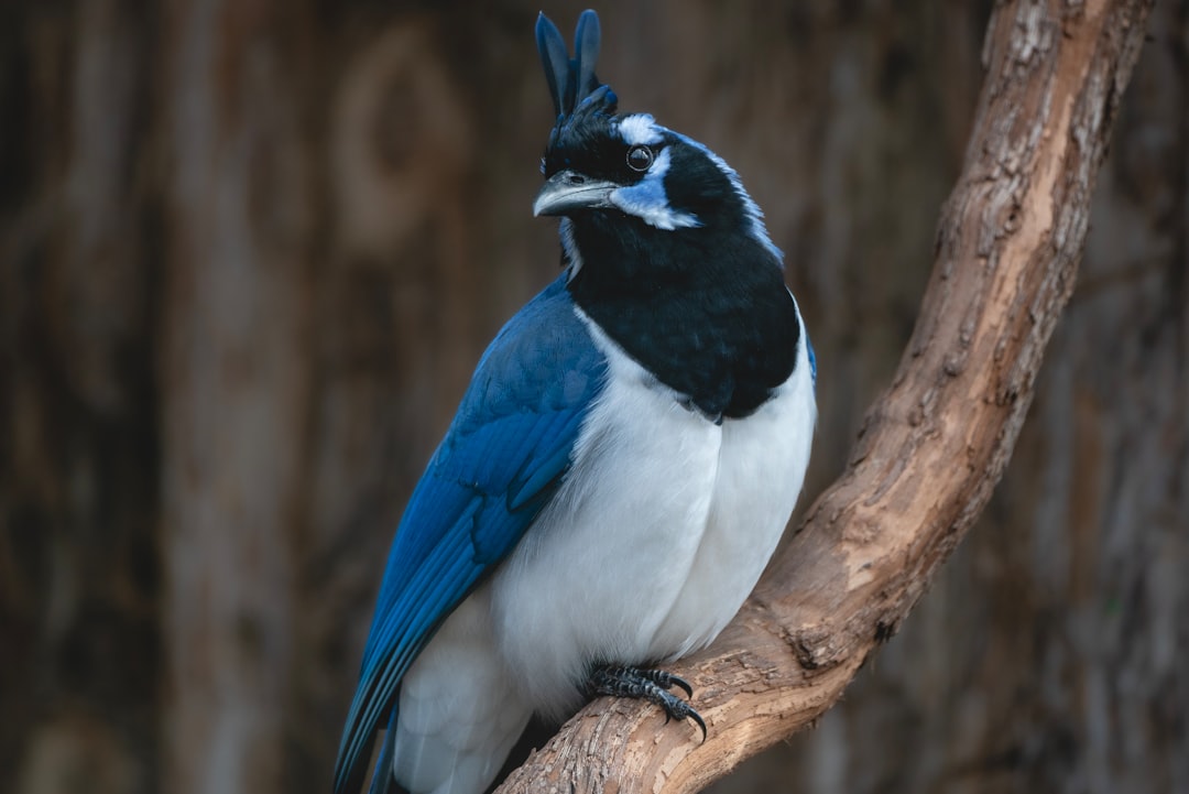 Sri Lanka Blue Magpie