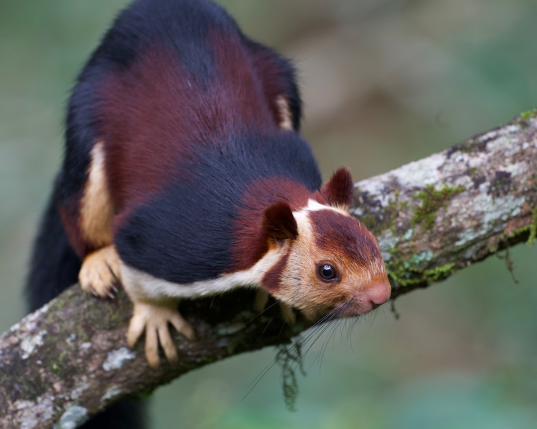 Indian Giant Squirrel