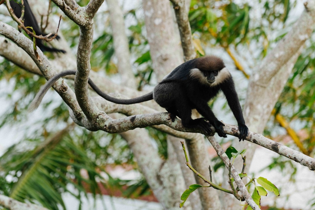 Purple-faced Langur