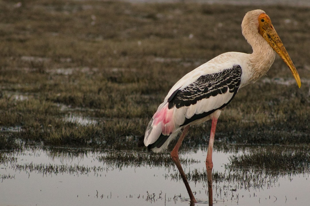 Painted Stork